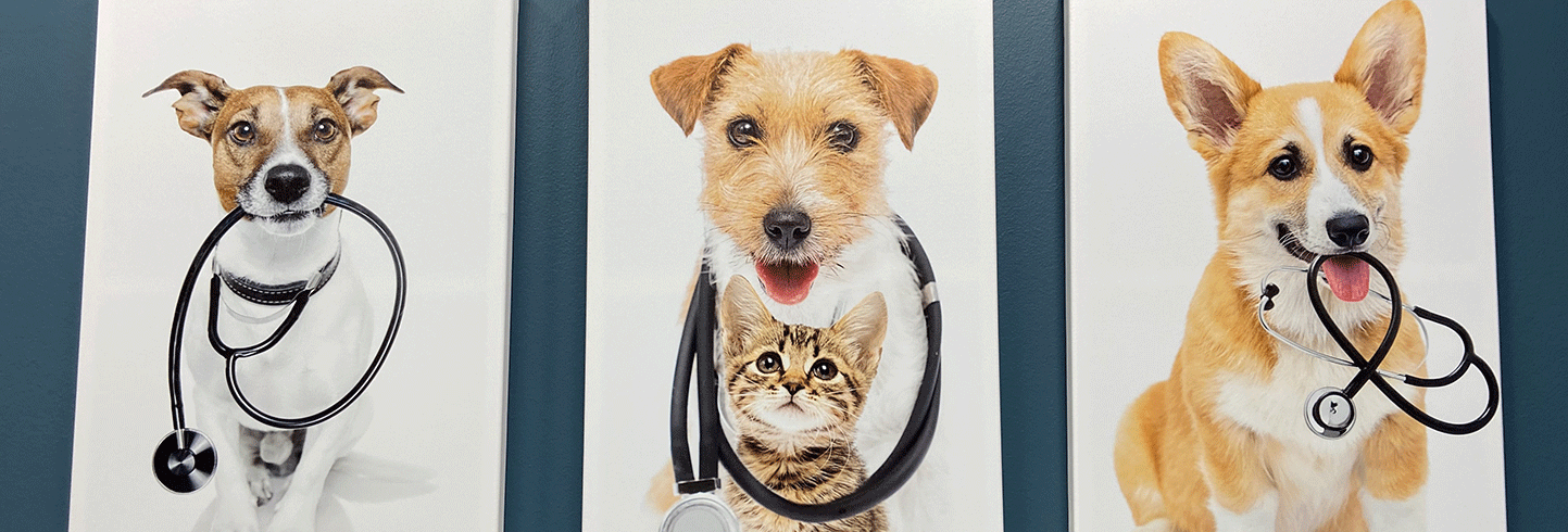 Grogan's Mill Pet Clinic